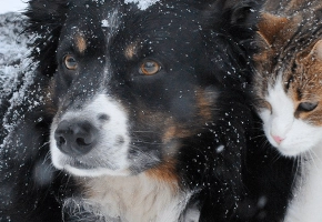 perro-gato-microchip