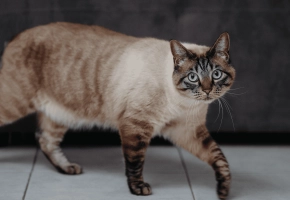 Cat_walking and looking at the camera_indoor_alone_advice