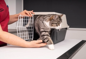 Cat_getting out of its carrier_clinic_with vet_advice