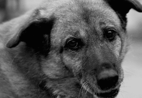 beneficios_adoptar_mascota