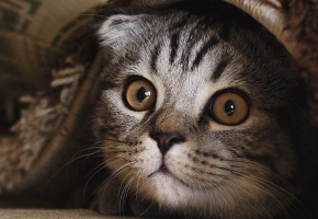 gato_escondido_miedo