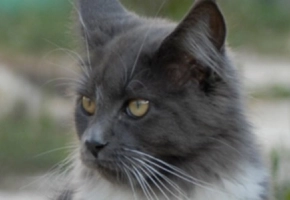 chat---4---1680-x-300-