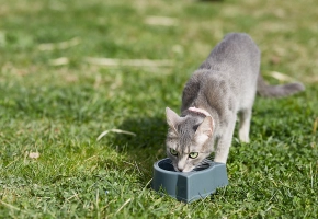 Cat_drinking on grass_outdoor_alone_advice