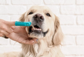 como-cepillar-los-dientes-a-tu-perro