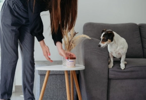 feromonas-calmantes-perros