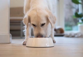 Dog_Labrador eating_indoor_alone_advice