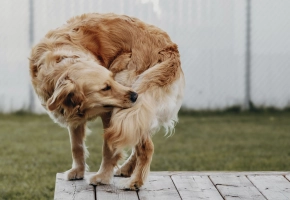 Perro rascandose pulgas