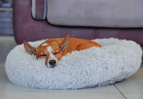 Bióticos para perros