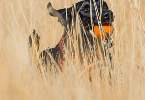 parasitos_perros_gatos