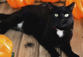 Gatito Halloween
