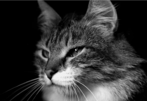 bannière-kj-article