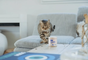 Solución-feromonas-sin-electricidad