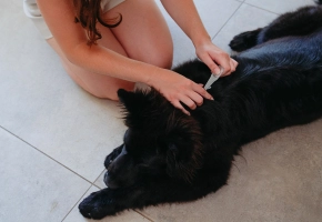 Pipeta antiparasitaria para perros de Virbac