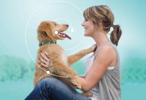 enfermedad-periodontal-perros