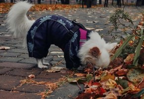 Perro paseando en otoño