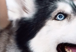 castracion perro 200