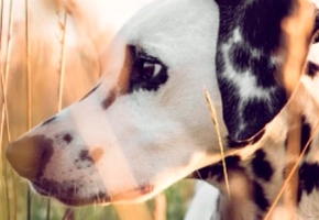 filariosis_gusanos_perros