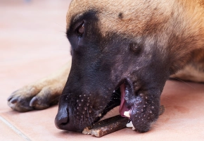 Dog_Veggiedent chew_eating_outdoor_alone_advice