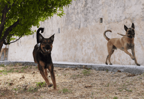 Dogs_two large dogs running_outdoor_alone_advice