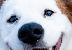 higiene_dental_perros