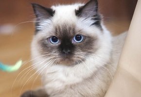 gato-diarrea