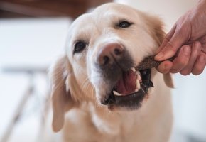 Snacks dentales para perros