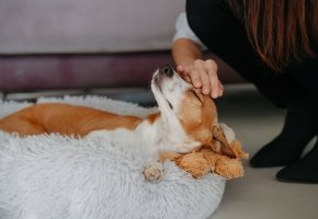 Dog relaxing with pet owner
