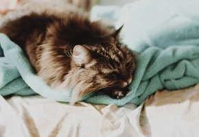 ¿Cuáles son las señales de que mi mascota tiene sobrepeso?