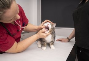 Cat with vet - dental