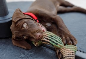 Puppy