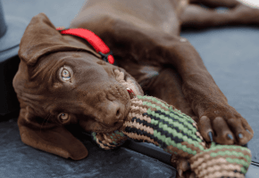 Puppy_lying with its toy in his mouth_outdoor_alone_advice