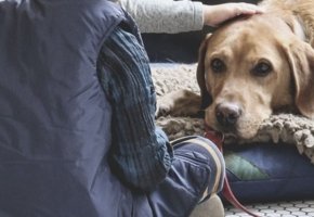 terapia_perros