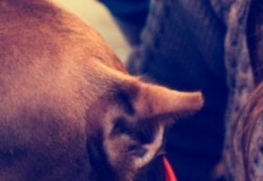 diagnostico-leishmaniosis-canina-01b