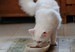 White fluffy cat eating dry kibble from a white bowl on a patterned kitchen floor mat indoors.