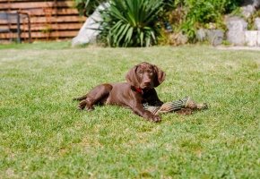 Puppy outdoor