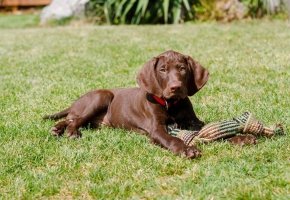 Dog_lying down on grass with its toy_outside_alone_advice
