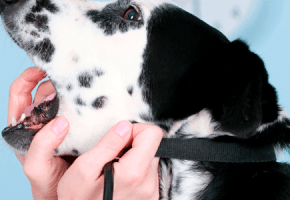 halitosis_perro_gato