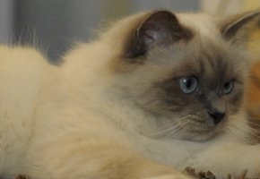 chat---3-1680-x-300-