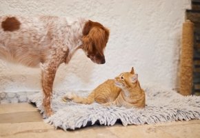 Brown and white dog curiously looking at an orange tabby cat lying on a fluffy rug indoors.