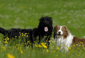 perros