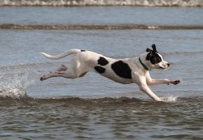 ejercicios-perros-con-sobrepeso