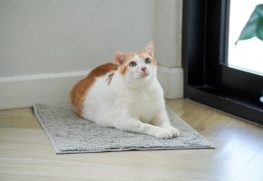 Overweight cat
