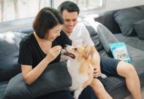 Veggiedent - Dog and Pet owner
