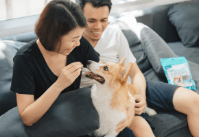 Dog_Veggiedent Fresh_sitting on couch_indoor_with petowners_advice