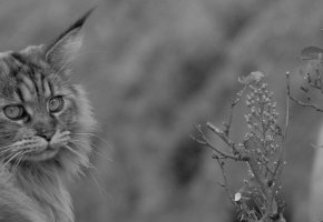 banniere_chat_sterilisation_nutrition