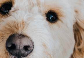 perro_ladra