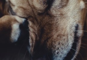 dermatitis-atopica-perros