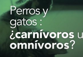 perros-gatos-carnivoros