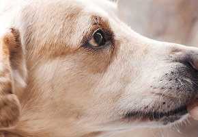 perro-comiendo-pienso