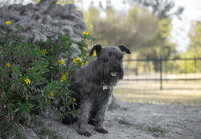 Dog outdoor